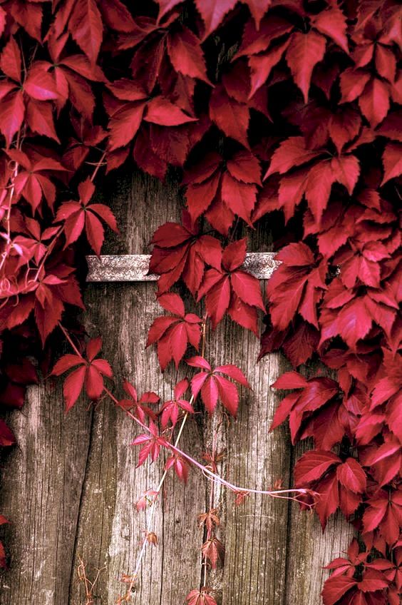 red leaves are growing on the side of an old wooden door that is covered in vines