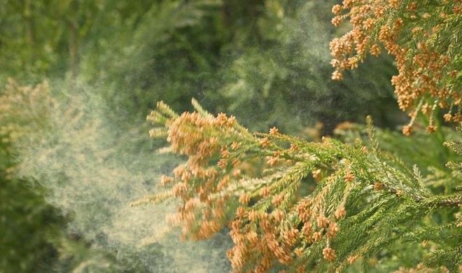 Combating Cedar Fever Cedar Fever, Texas Living, Allergies, Austin, Temple, Texas, Health