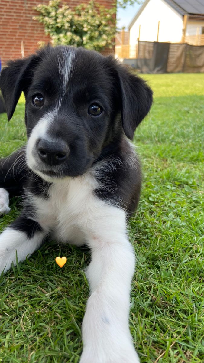 a black and white dog laying in the grass