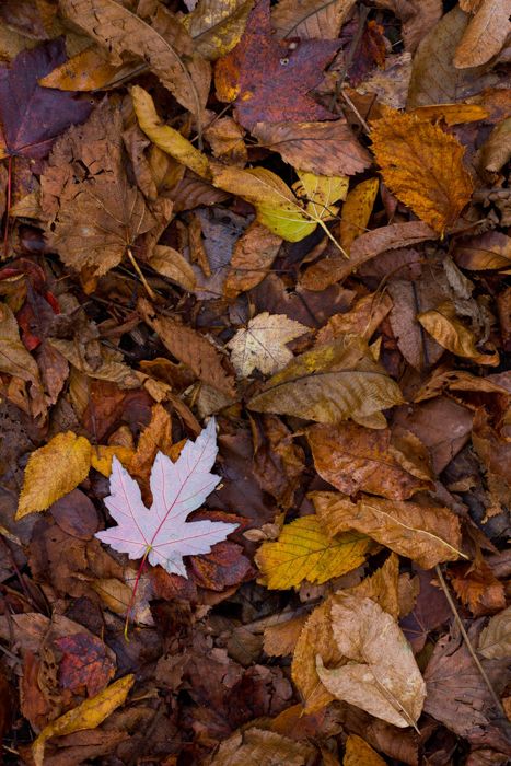 a leaf laying on the ground surrounded by leaves