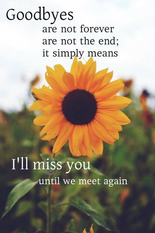 a sunflower with the words goodbyes are not forever, it simply means i'll miss you until we meet again