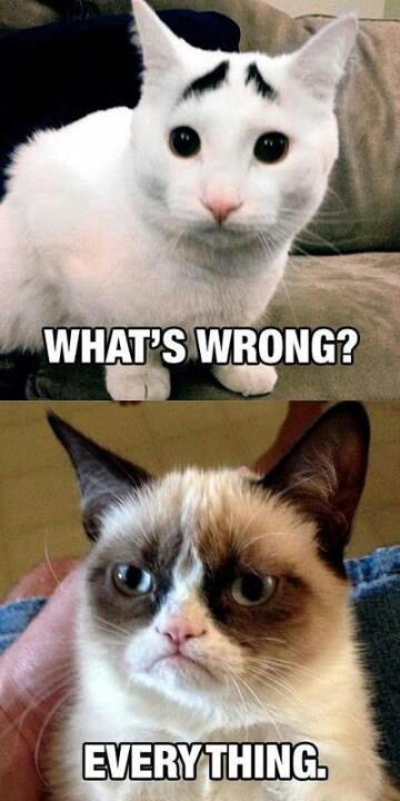 Grumpy Cat Meme, Grumpy Kitty, Grumpy Cat Memes, Grumpy Cat Quotes, Grumpy Cats, Cat Jokes, Grumpy Cat Humor, Cat Humor, Image Chat