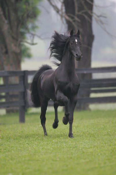 a black horse is running in the grass