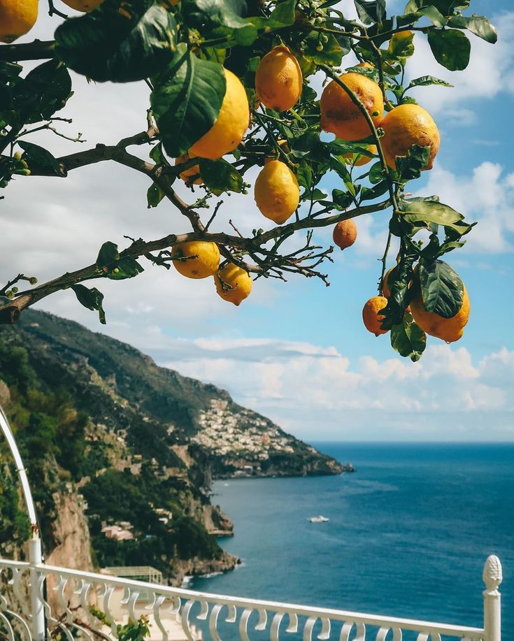 an orange tree with lots of fruit hanging from it's branches near the ocean