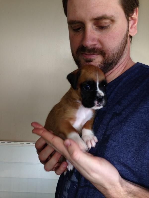 a man holding a small brown and white puppy