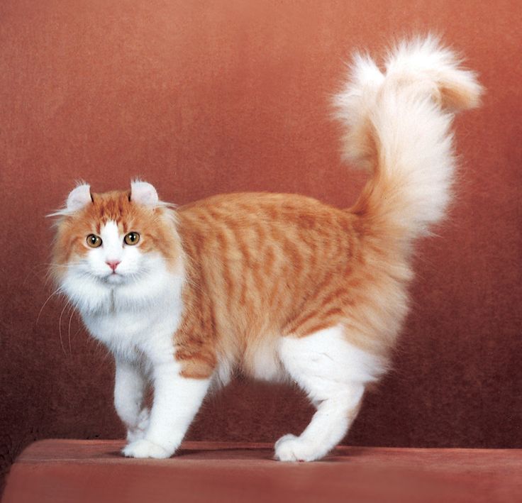 an orange and white cat standing on top of a wooden floor next to a wall