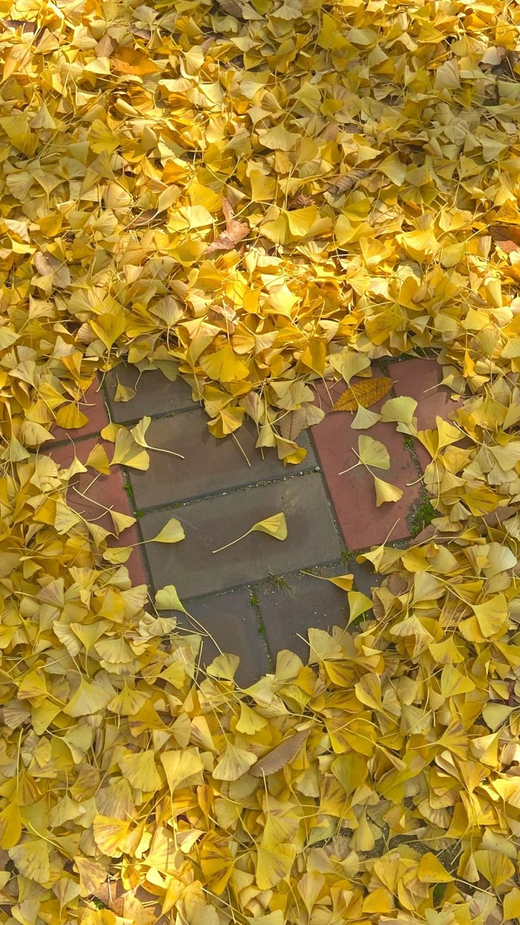 yellow leaves on the ground with a red brick walkway in the center surrounded by them