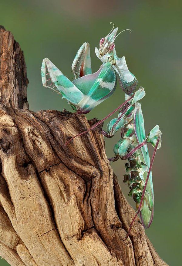 a close up of a praying mantissa on a tree