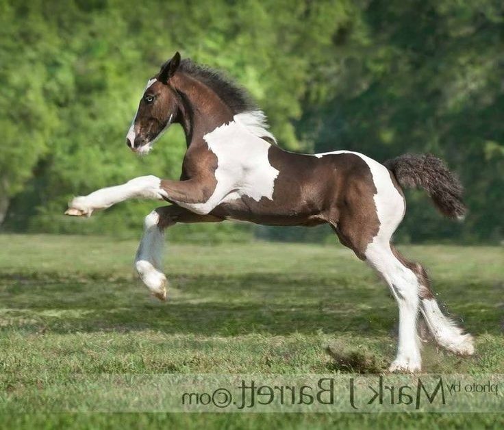 a brown and white horse galloping in the grass with trees in the back ground