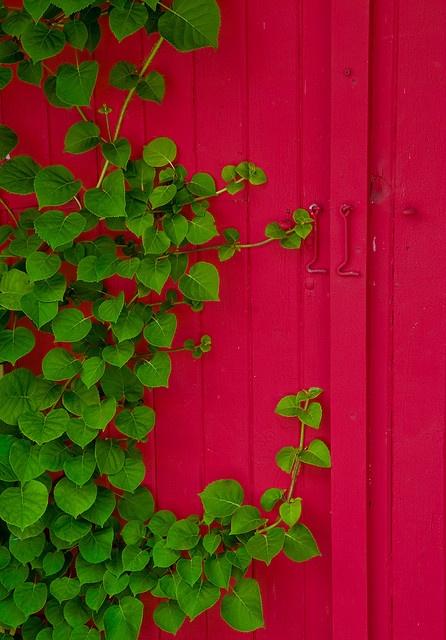 a plant growing on the side of a red wall