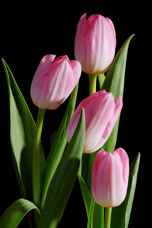 three pink tulips with green stems in front of a black background and one is still blooming