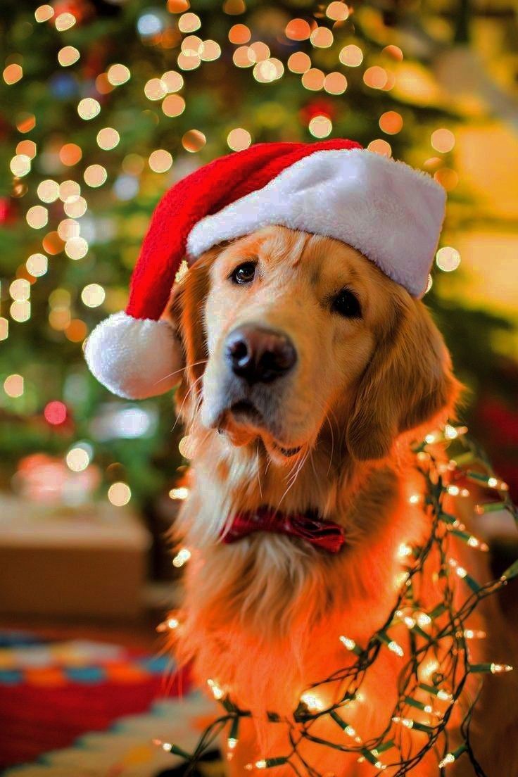 a golden retriever dog wearing a santa hat with christmas lights around it's neck