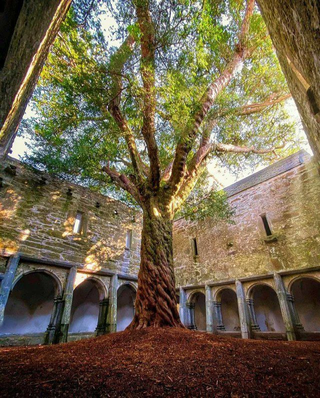 an old tree in the middle of a courtyard with arches and pillars on either side