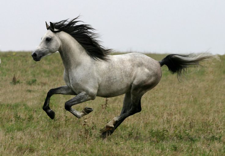 a white horse galloping through a grassy field with another horse in the distance behind it