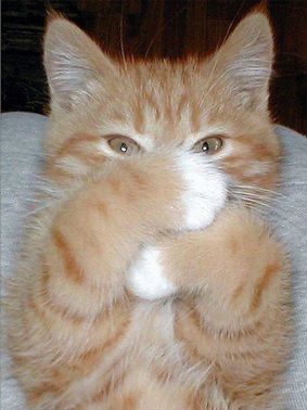 an orange and white kitten sitting on top of a chair with its paws in the air