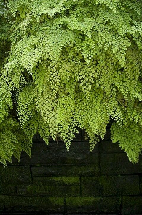 a bush with green leaves in front of a brick wall