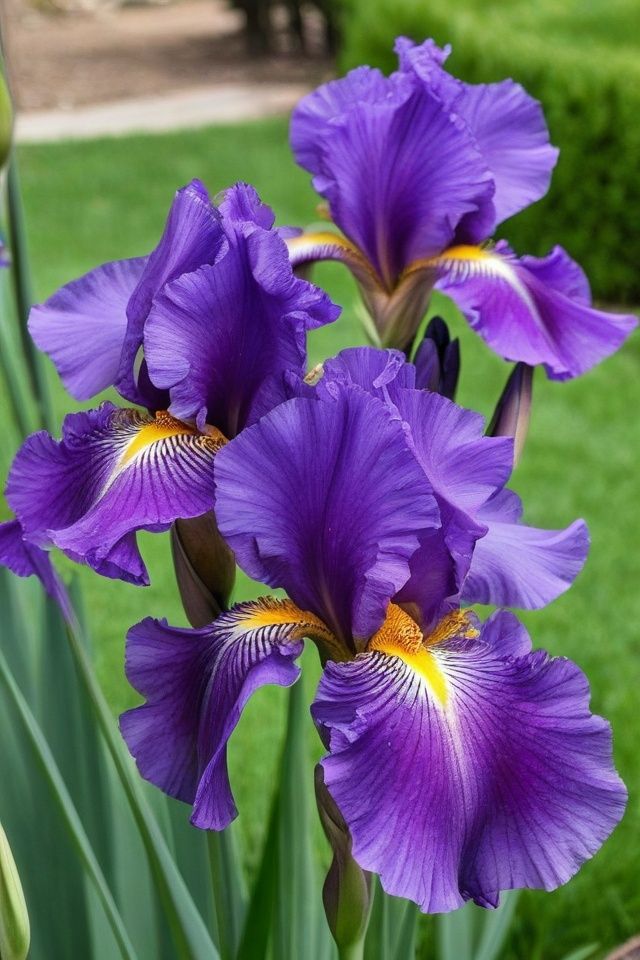 three purple flowers are growing in the grass