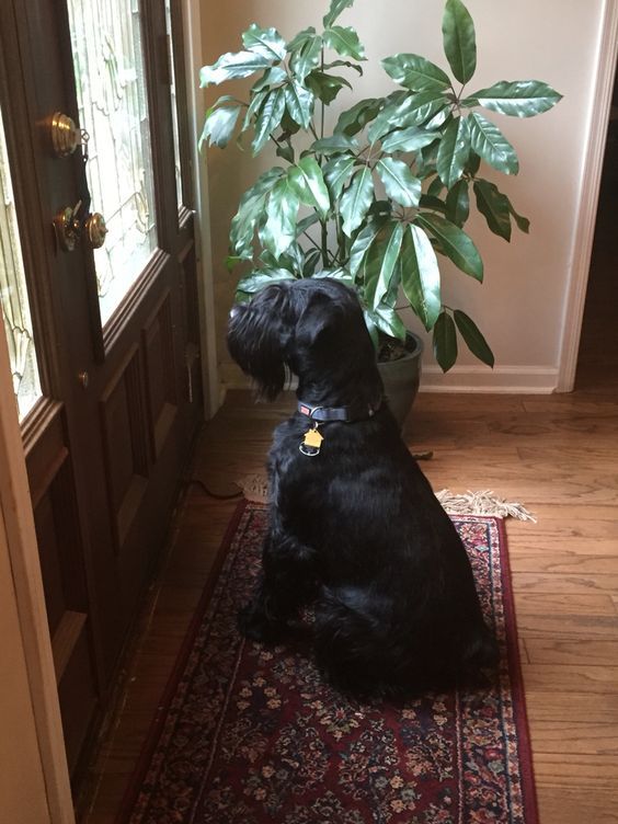 a black dog sitting in front of a potted plant