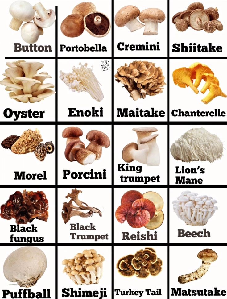 the different types of mushrooms are shown in this chart, which shows them'names