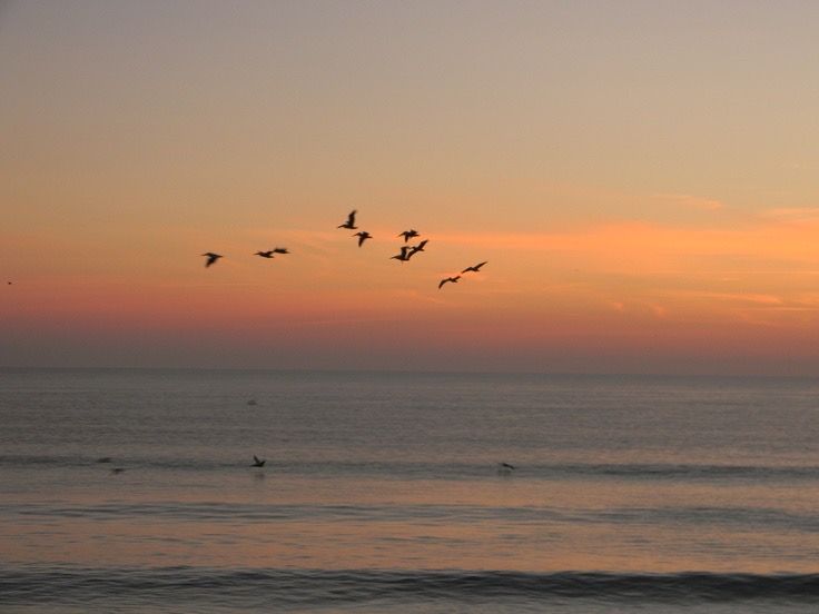 a flock of birds flying over the ocean at sunset