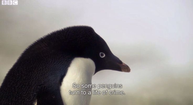 so some penguins turn to a life of crime Baguio, Reaction Images, Wholesome Memes, Reaction Memes, The Villain, Reaction Pics, Reaction Pictures, Adventure Time, Gotham