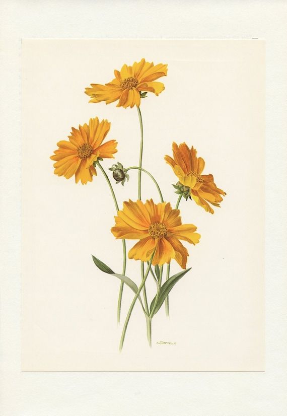 three yellow flowers on a white background with green stems in the foreground, and a black bug sitting on top of one flower