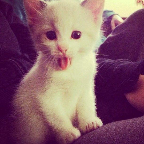 a white kitten sitting on top of someone's lap with its mouth open and tongue out