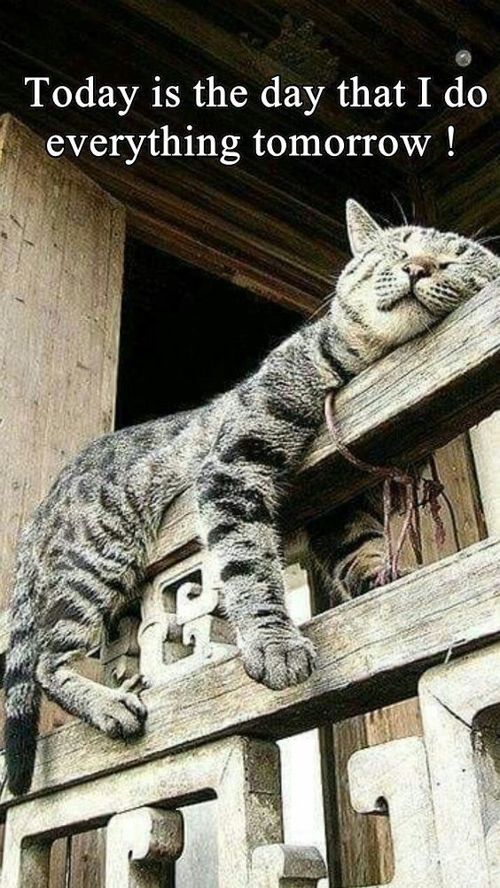 a cat laying on top of a wooden fence