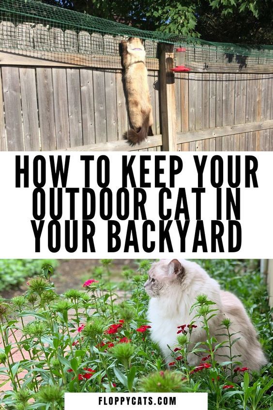 two pictures with the words how to keep your outdoor cat in your backyard on them