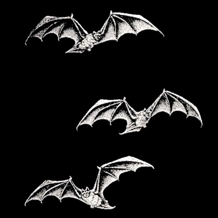 three bats flying in the air on a black background, each with white outlines