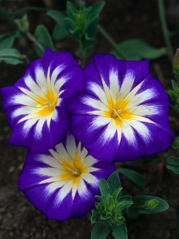 two purple and white flowers with green leaves in the foreground, on dirt ground