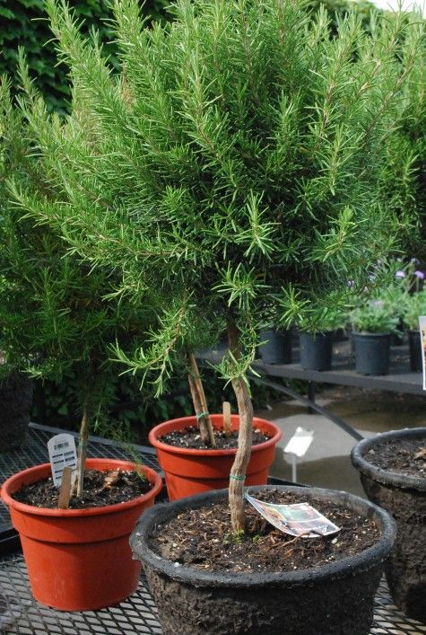 several potted plants are sitting on the ground in front of each other and one is green