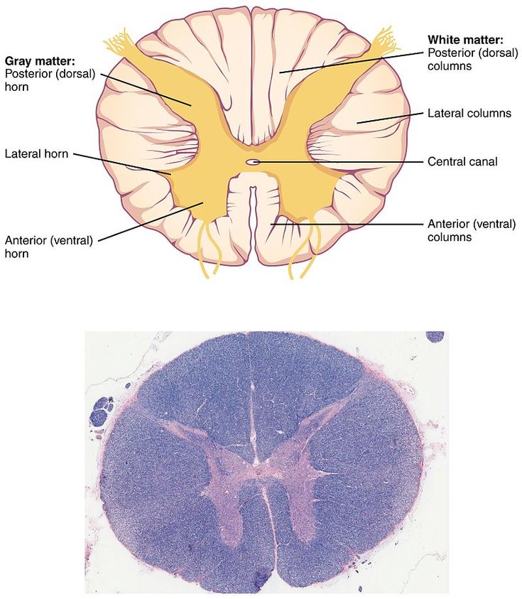 an image of the brain and its structures