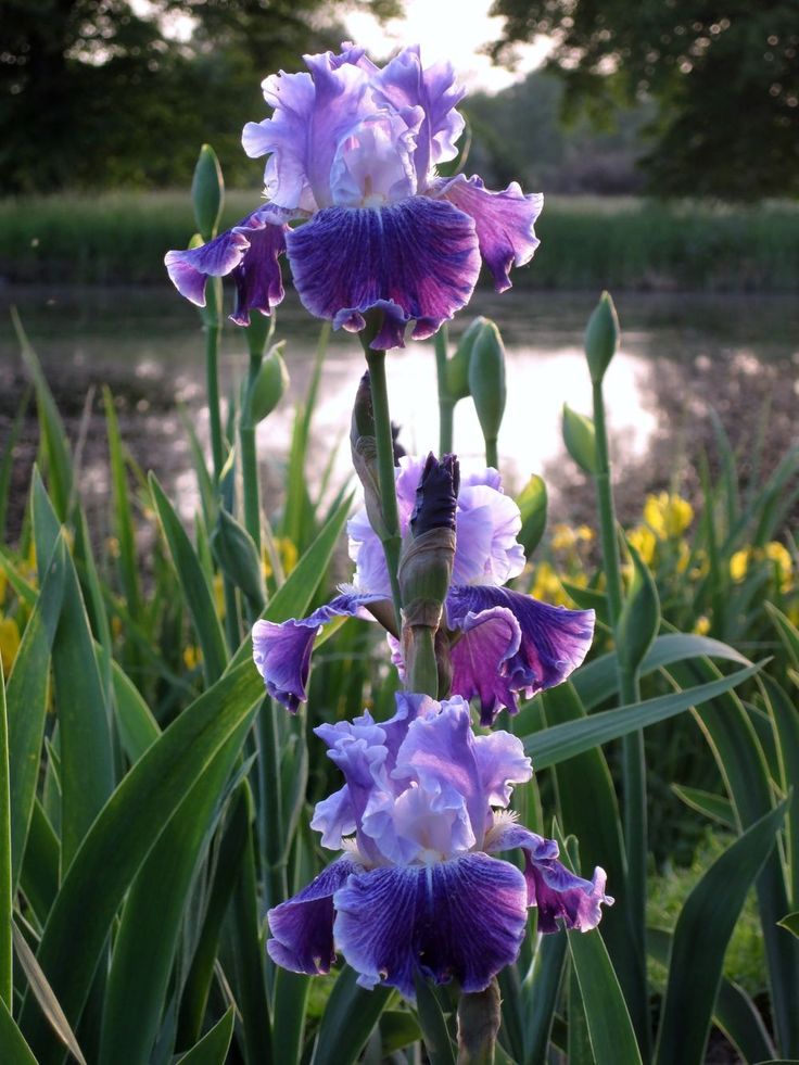 purple and white flowers in front of water