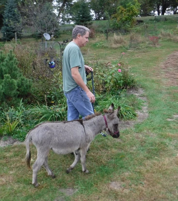 a man is walking his donkey in the yard