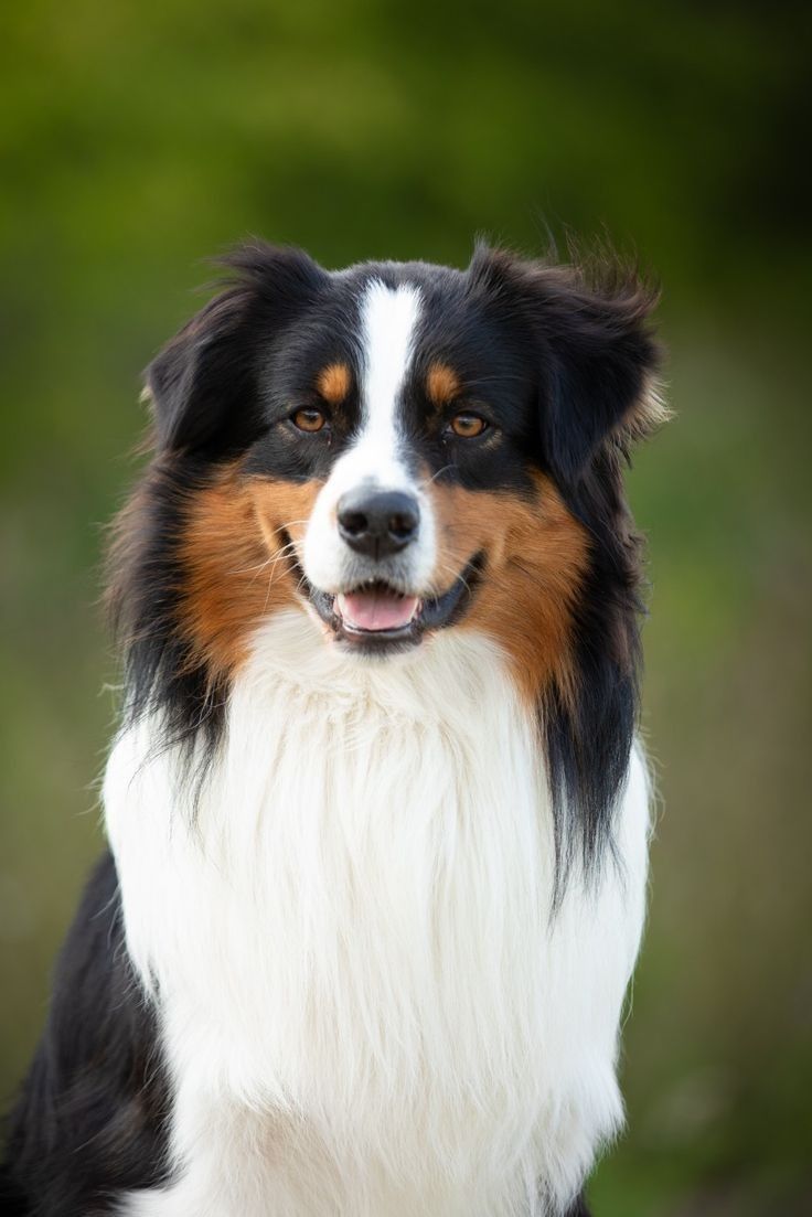 a close up of a dog looking at the camera