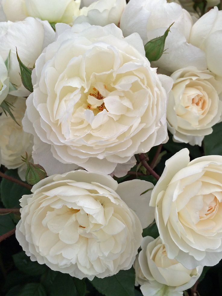 a bunch of white flowers with green leaves