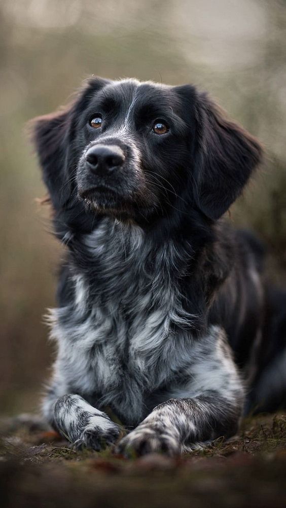 a black and white dog laying on the ground looking up at something in the distance