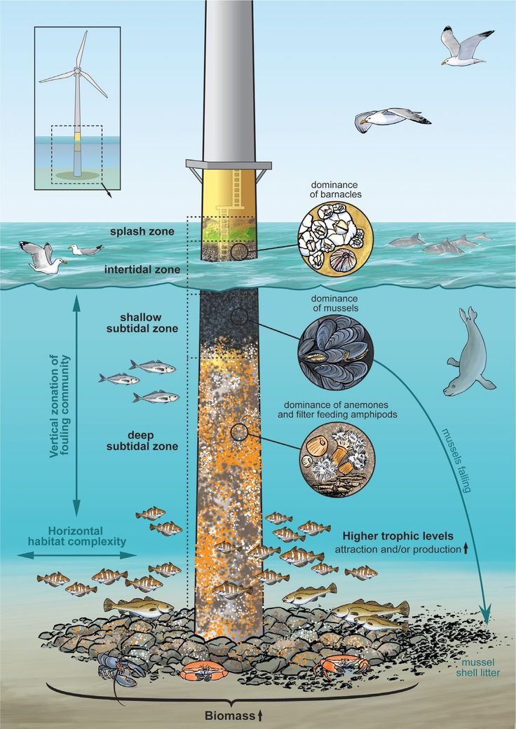 an image of the ocean floor with different types of water and animals in it, including fish