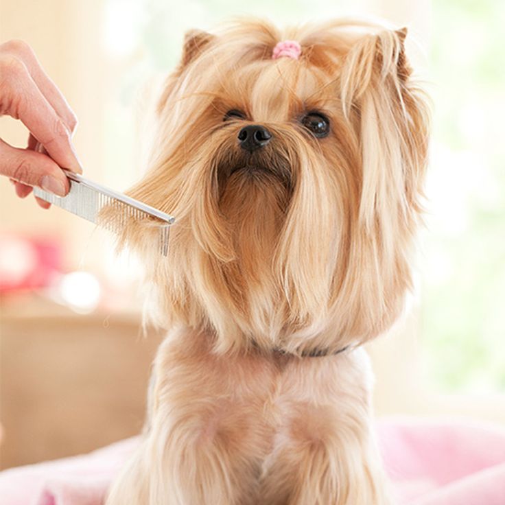 a person combing a dog's hair with a toothbrush in their hand