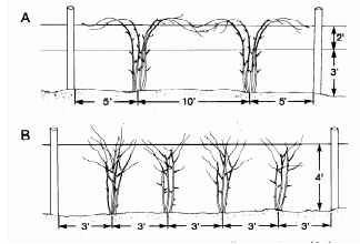 the diagram shows three different stages of growing trees, one with no leaves and two without