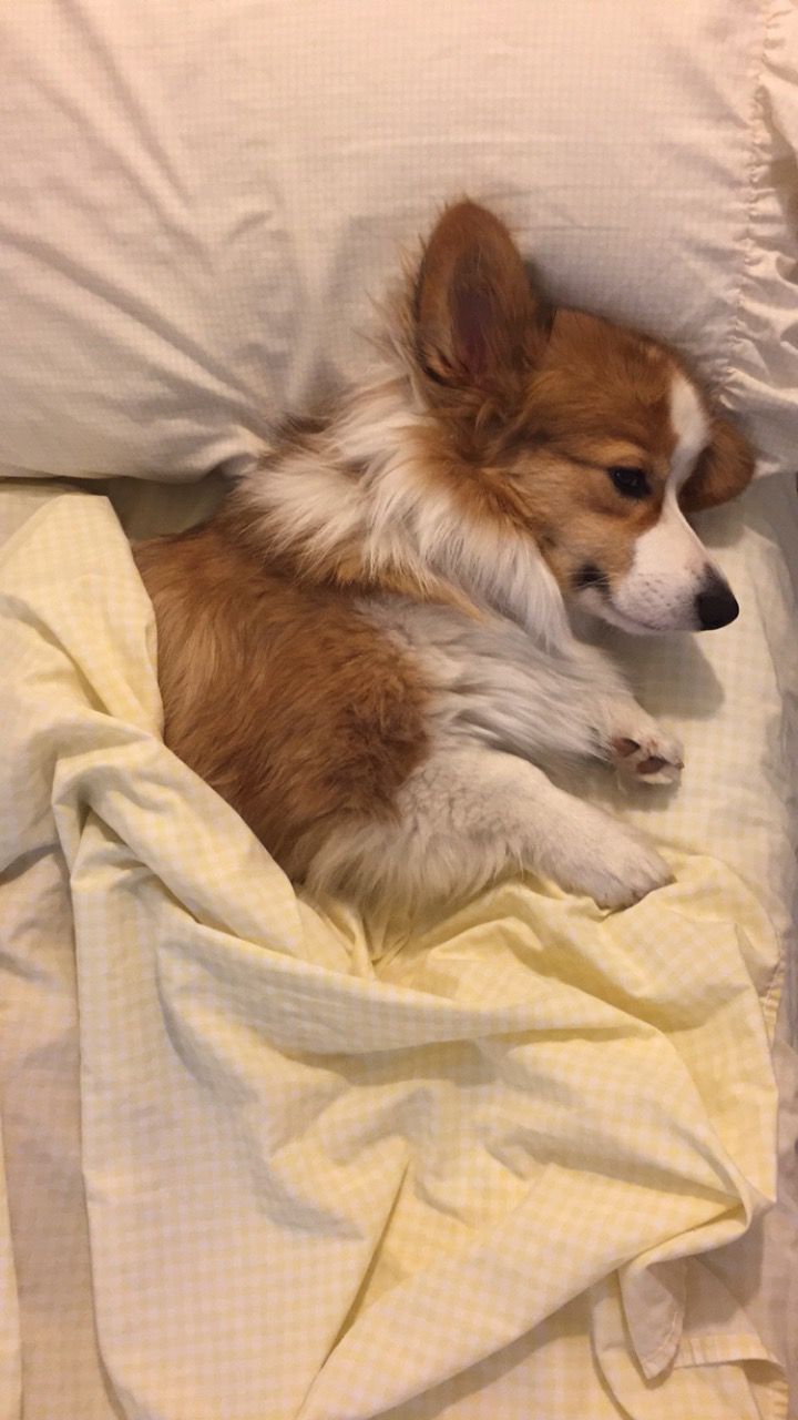 a brown and white dog laying on top of a bed