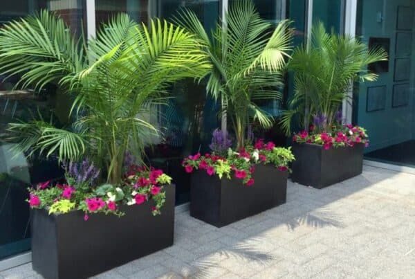 three planters with plants in front of a building