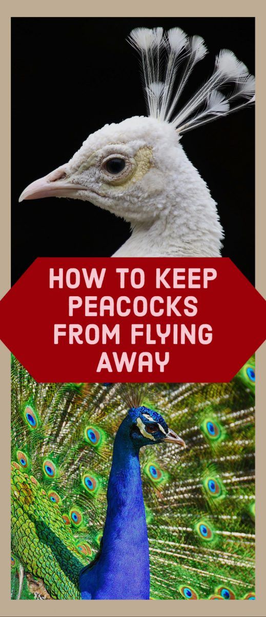 Often strutting about in open ground, peacocks are majestic fowls to look at, especially as they fan out their tails. But for budding peacock owners, it may come as a surprise that peacocks will fly away if they’re untrained or left out of the pen at night. So, how can you keep peacocks from flying away? Peacock Aviary Ideas, Peacock House Ideas, Peacock Coop Pens, Peacock Pens Ideas, Peacock Coop Ideas, Peacock Enclosure Ideas, Peacock Shelter, Peacock Farming, Peacock Raising