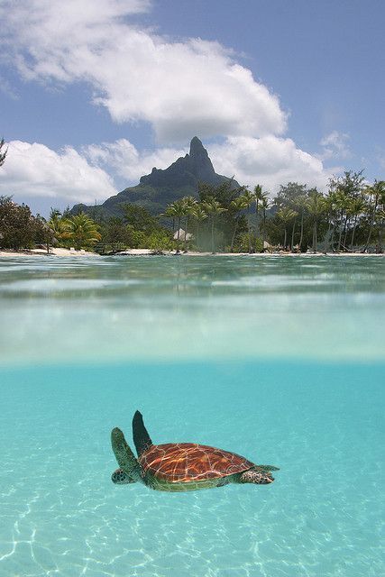 a turtle swimming in clear blue water with mountains in the background