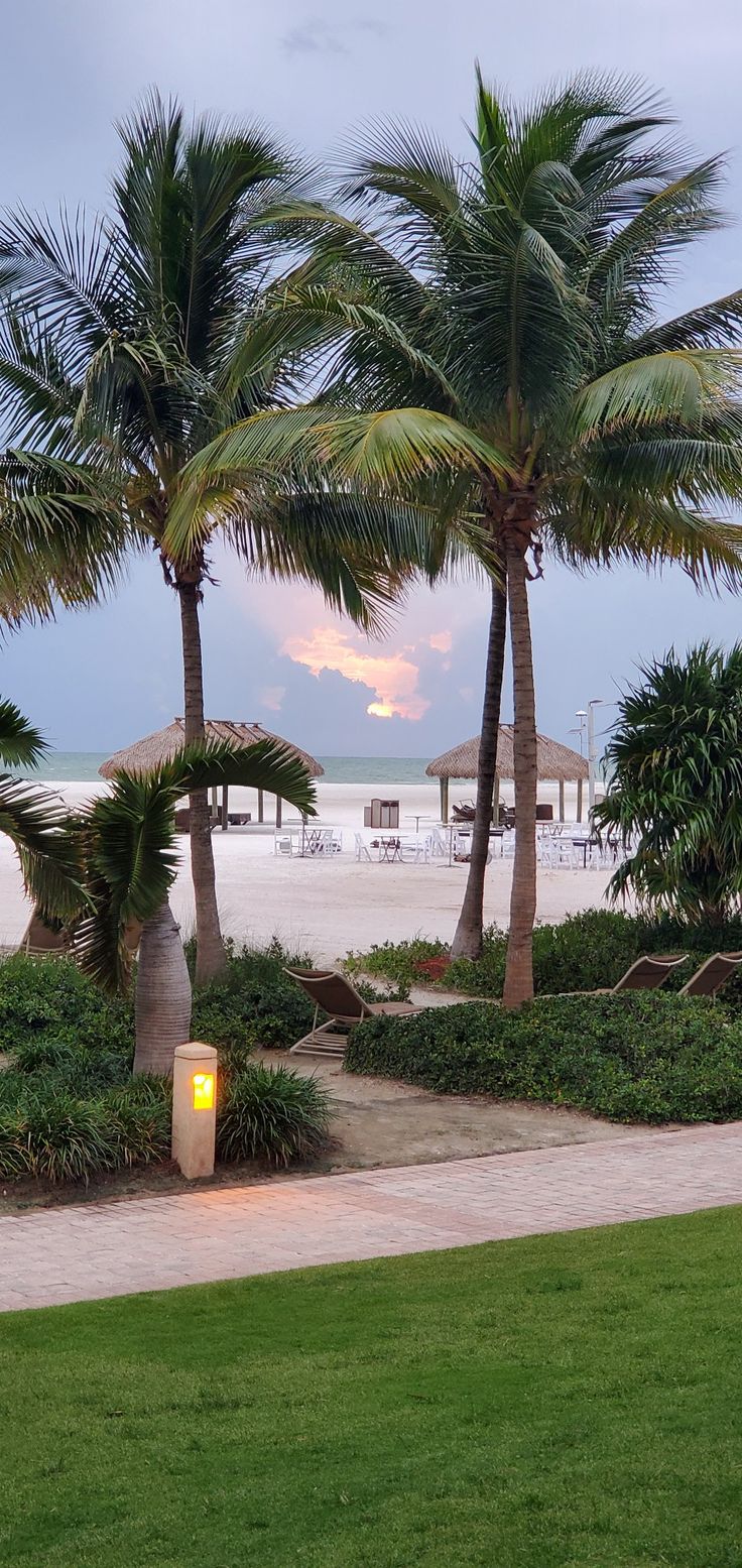 palm trees on the beach with chairs and umbrellas