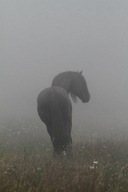 two horses are standing in the foggy grass and looking at each other with their heads down