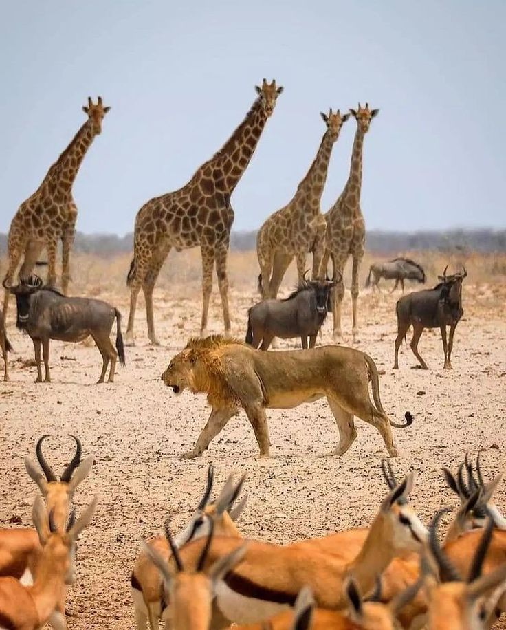 a herd of giraffes and other animals standing in the dirt with each other