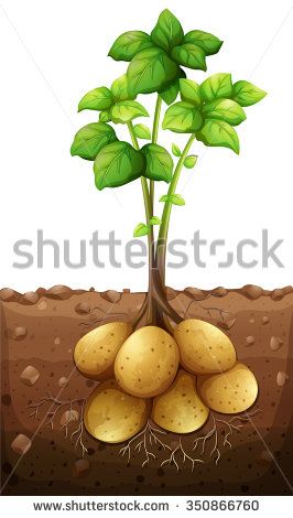 potato plant growing in the ground with roots and leaves on a white background, clipart