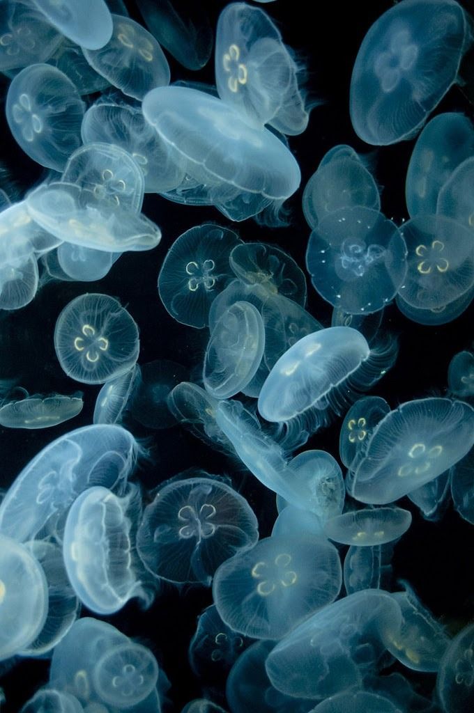 many jellyfish are swimming together in the water